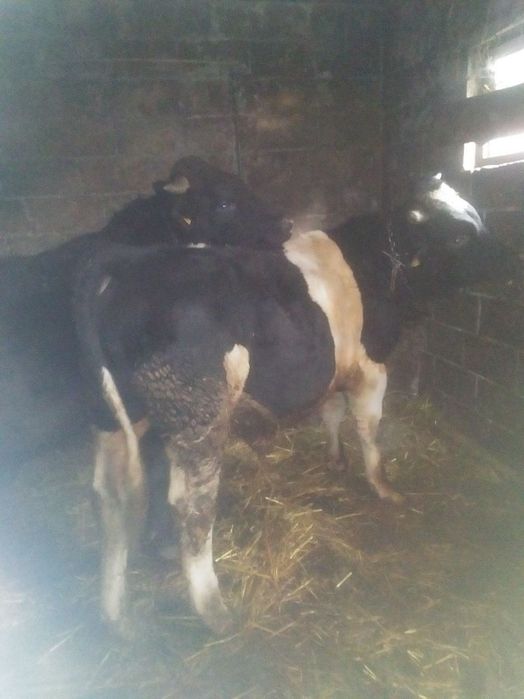 Sprzedam byki i krowę