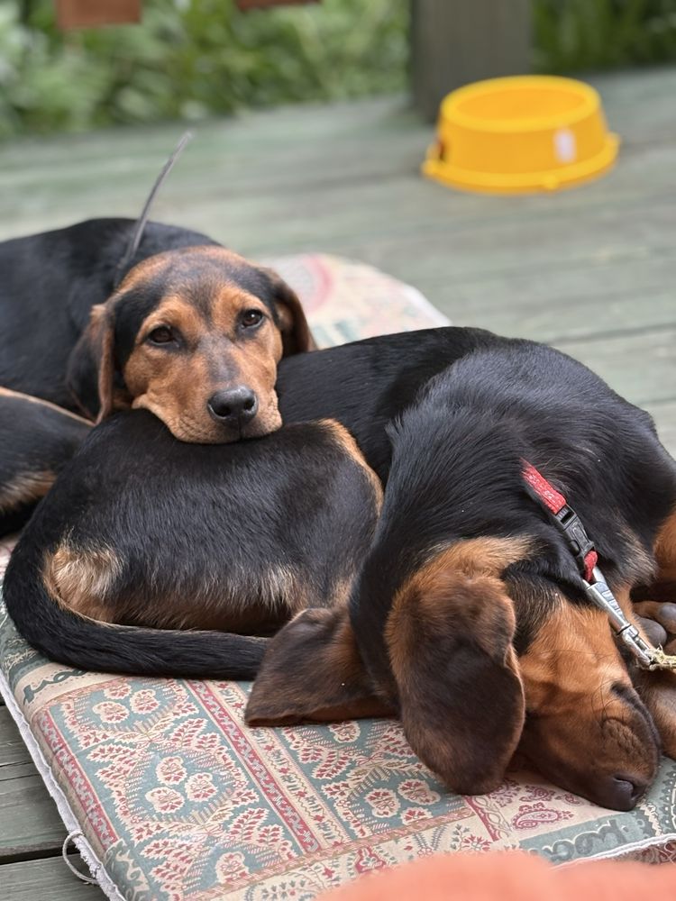 Wanda i Banda, czyli dwupak do adopcji