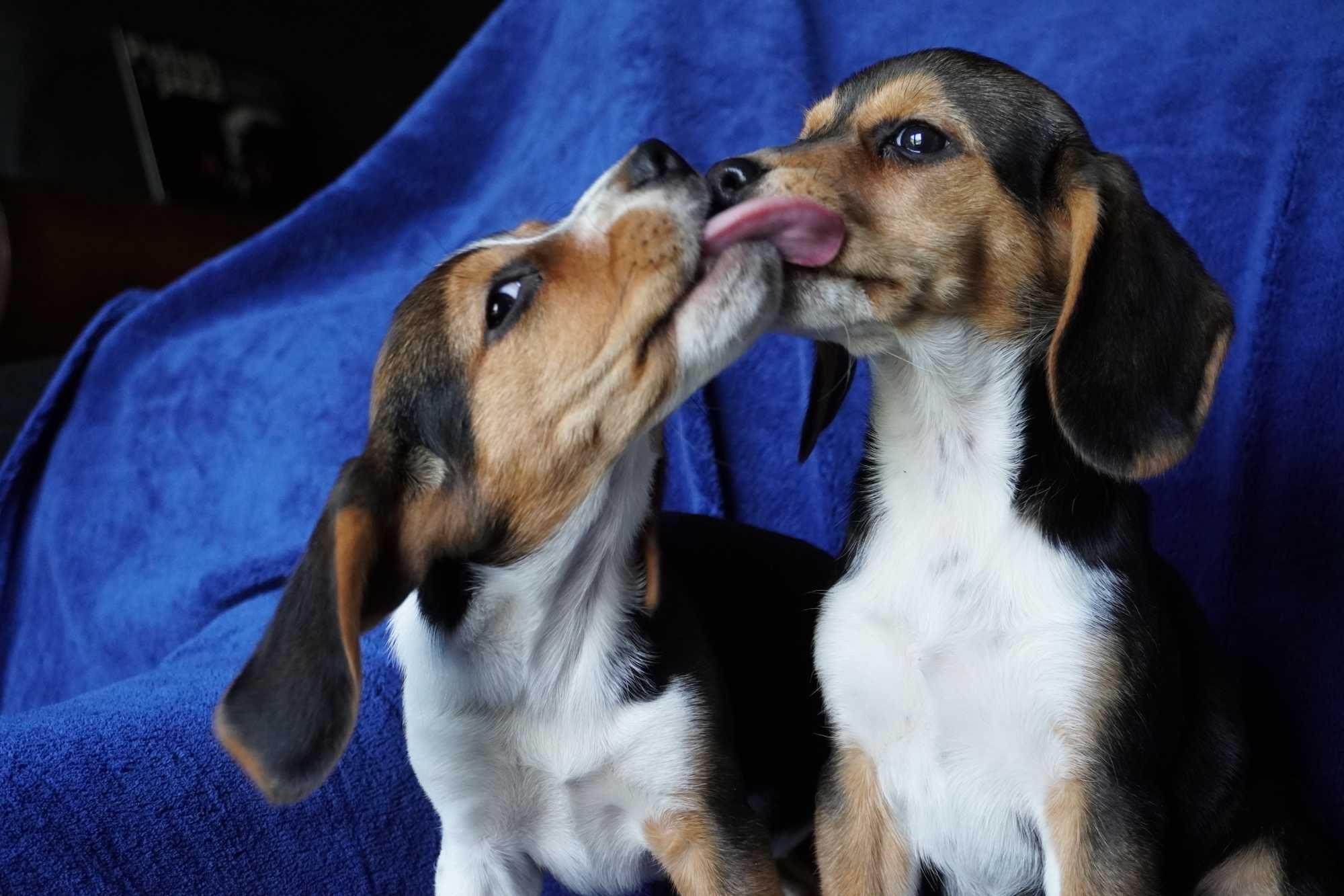 beagle ,bigle suczka tricolor szczeniak-metryka