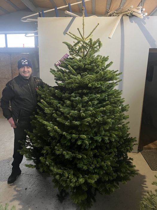 Ялинка жива на новий рік Ялиця Нордмана Преміум пушиста Піхта, Пихта