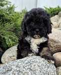Shihpoo Sunia hybryda ras