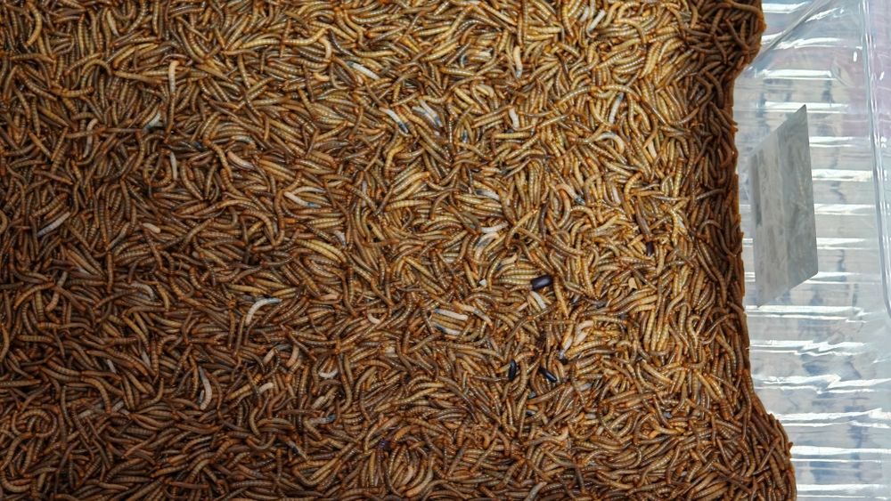 Mącznik młynarek żywe larwy Aquafizz Creative