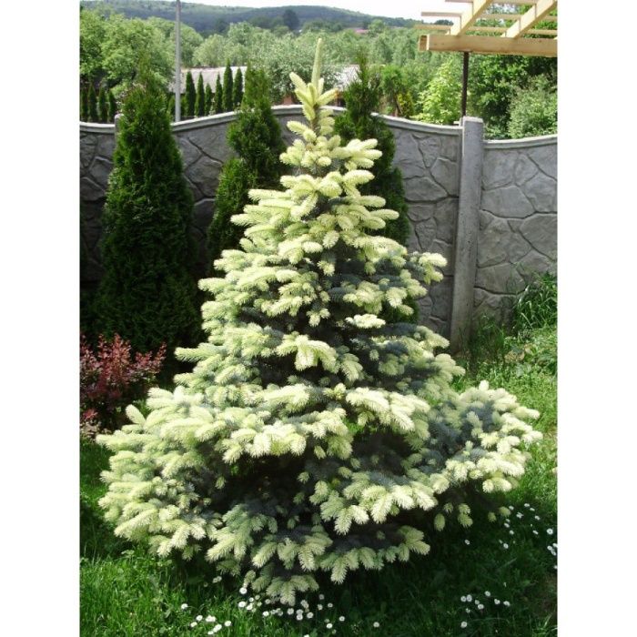 Ель колючая Белобок, 6 лет , 75см - 3800грн (2х летка-750 )фото 5-6