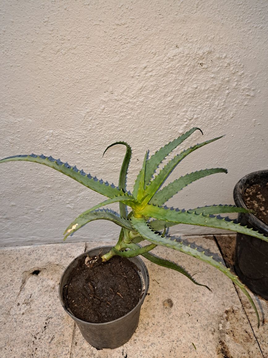 Cato aloe vera arborecense