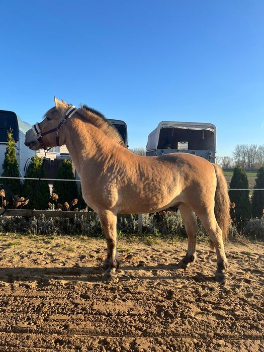 Sprzedam fiorda, wałach