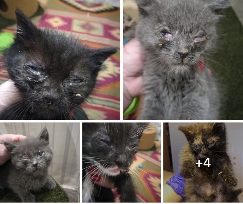 Врятовані кошенятка шукають домівки