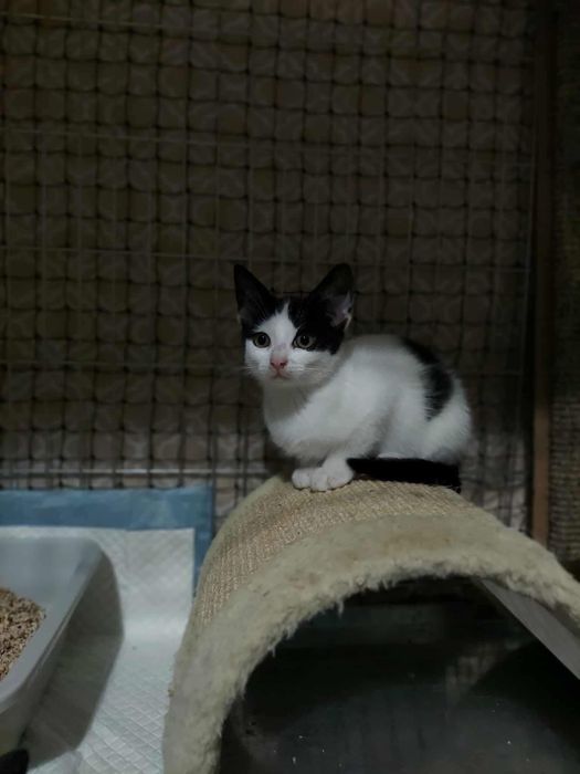 Kocurek Bezik szuka swojego człowieka