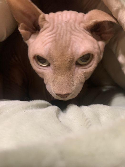 Reproduktor. Sfinks Kanadyjski. Rodowód.