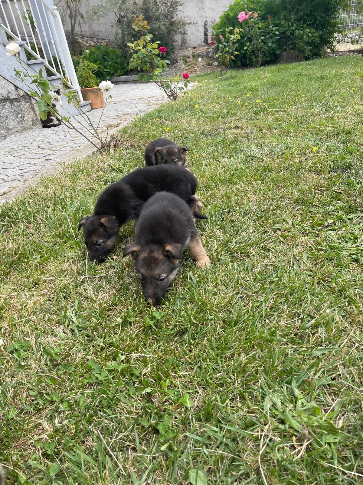 Animais cão de raça