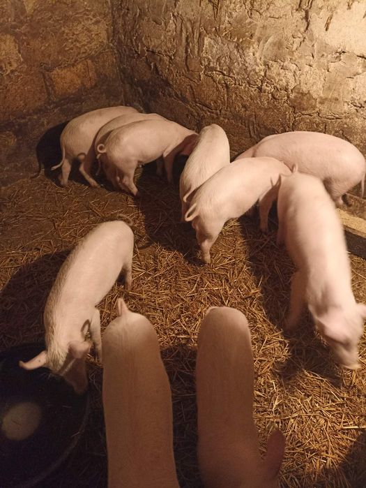 Продам малих поросят +-15 кг.