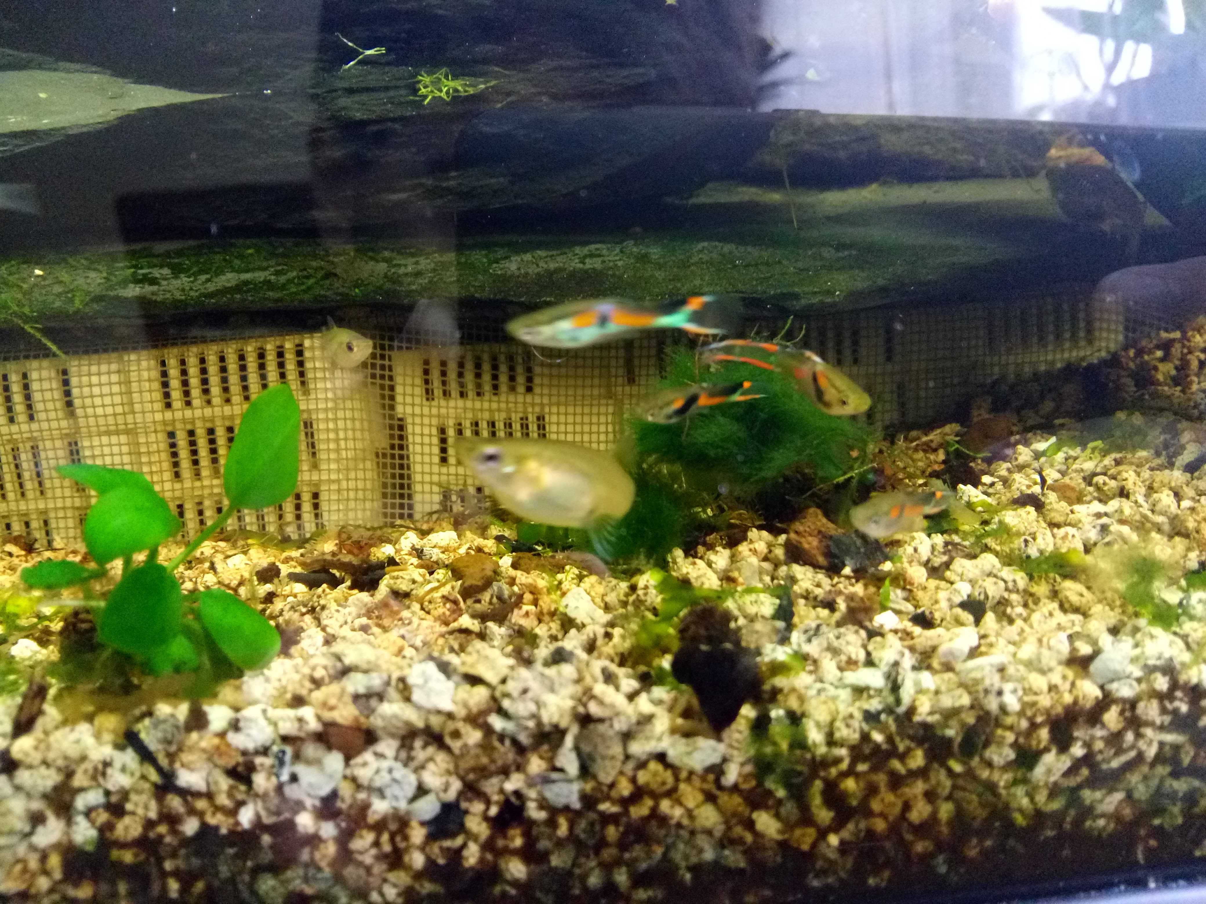 Peixes Guppies endler