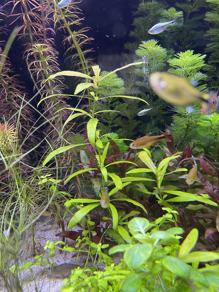 Roslinki z mojego akwarium