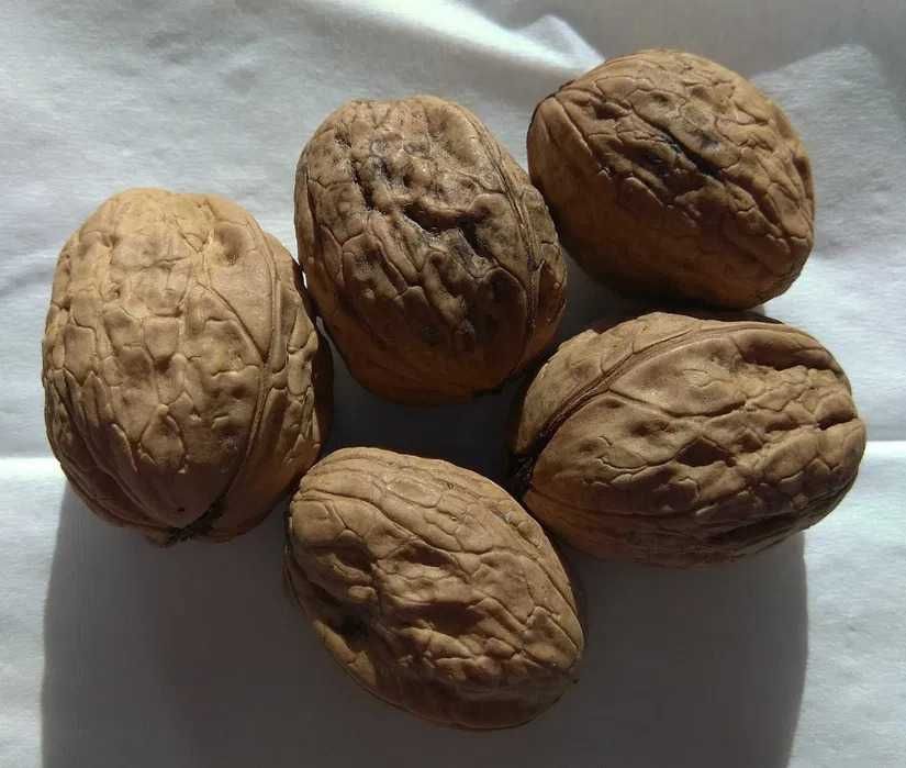 orzechy włoskie polskie podsuszane 10 kg