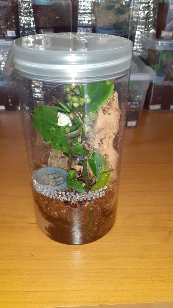 Caribena versicolor L2 + pojemnik+ karaczany