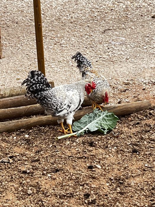 Galo Cream Legbar - 5 meses