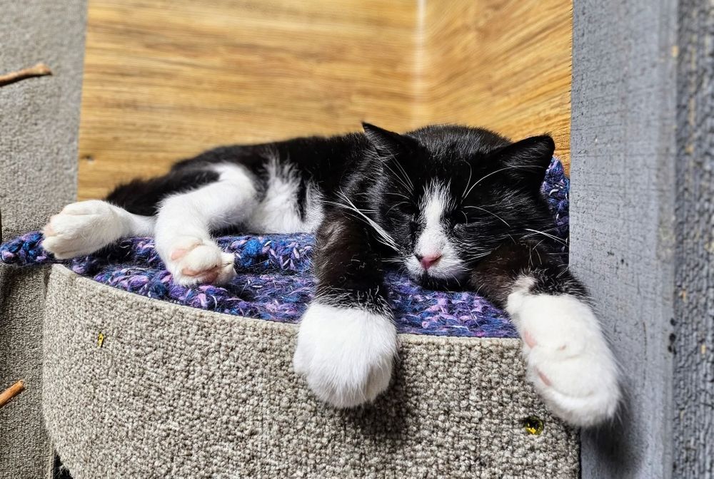 Kot Rafiki czeka na dom w schronisku