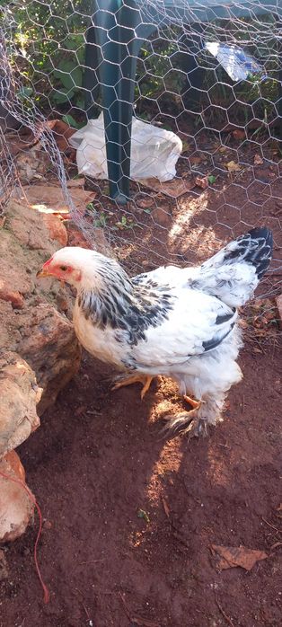 BRAHMA,braca Sedosas