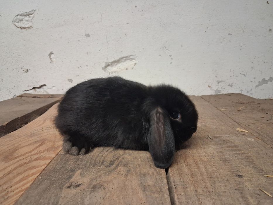 Baranek miniaturka ( minilop ) samczyki