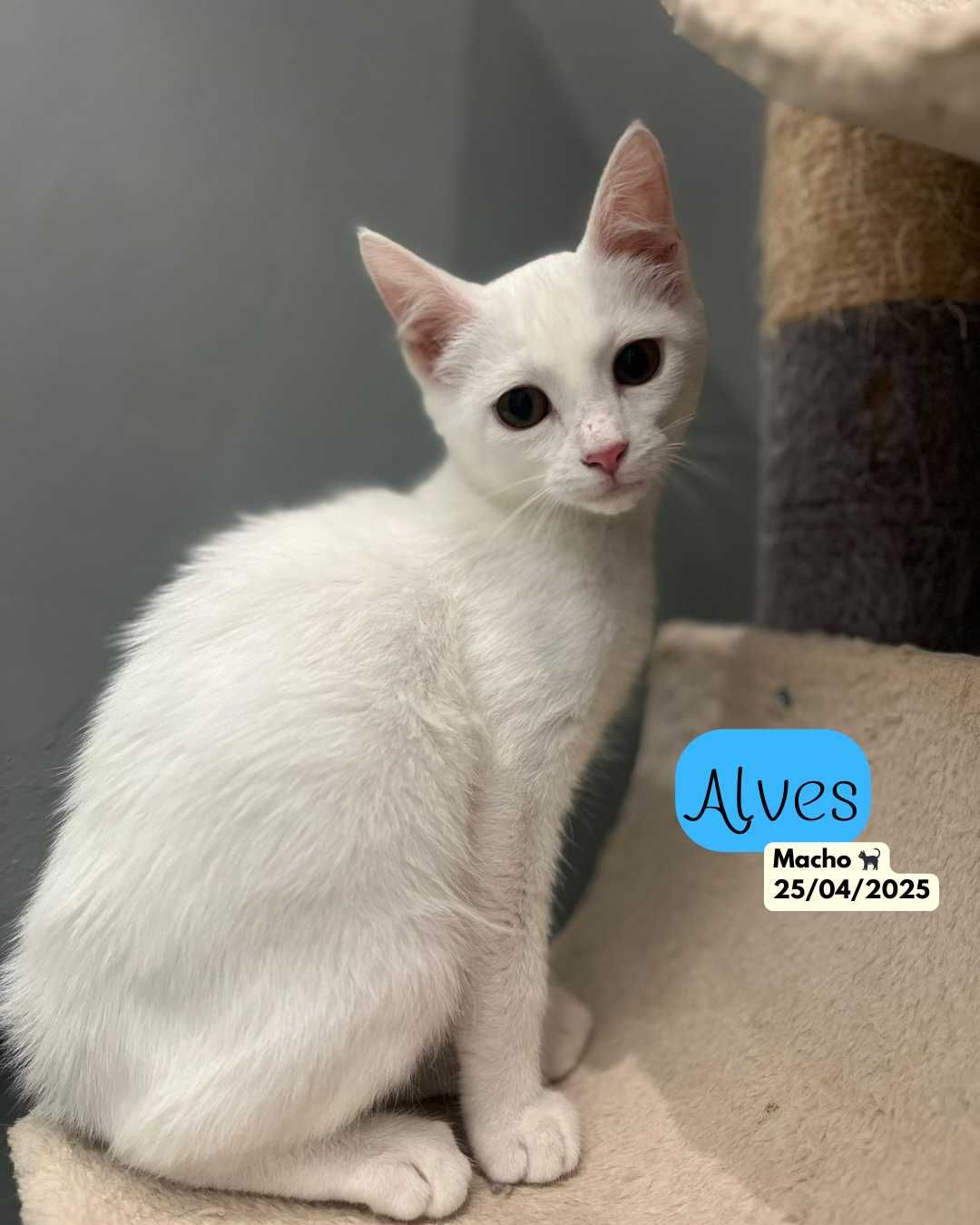 Gato Branco Meigo (Alves)