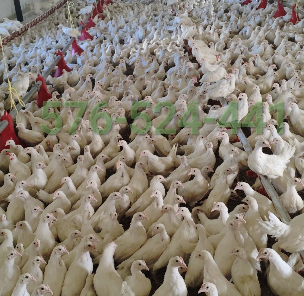 Kury nioski młode Rosa Leghorn Dominant Lohman Greenshel