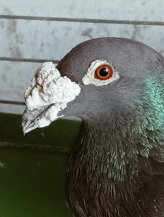 Gołąb staropolski ciemny lekko łuskany samczyk