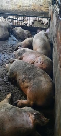 Свиньи мясной породы