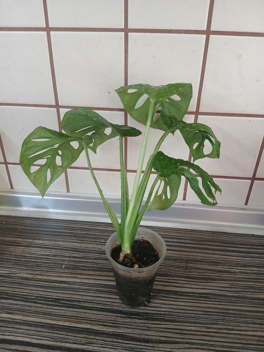 Монстера  Адансона,  Косая ,маранта Керховена