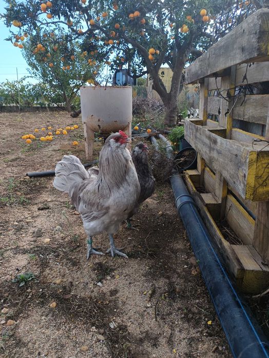 Casal de Ameraucanas