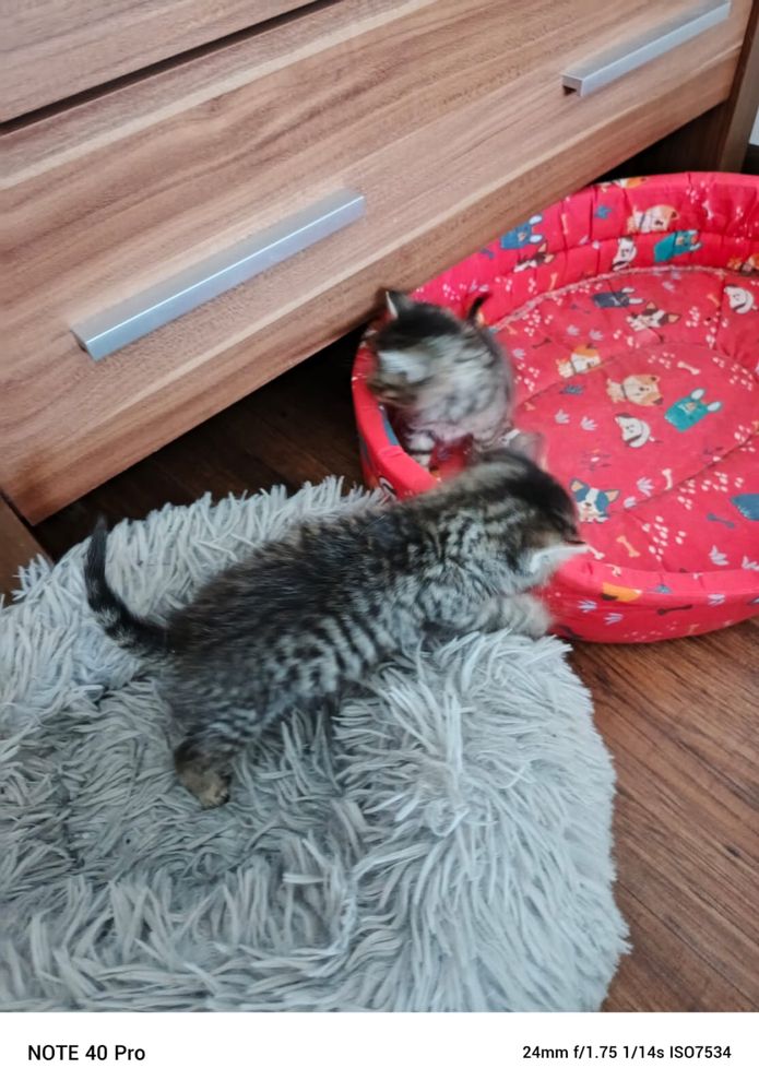 Malutkie kotki szukają domków