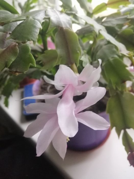 Лилия  комнатная, кактус, каланхоэ, рождественник. . ,