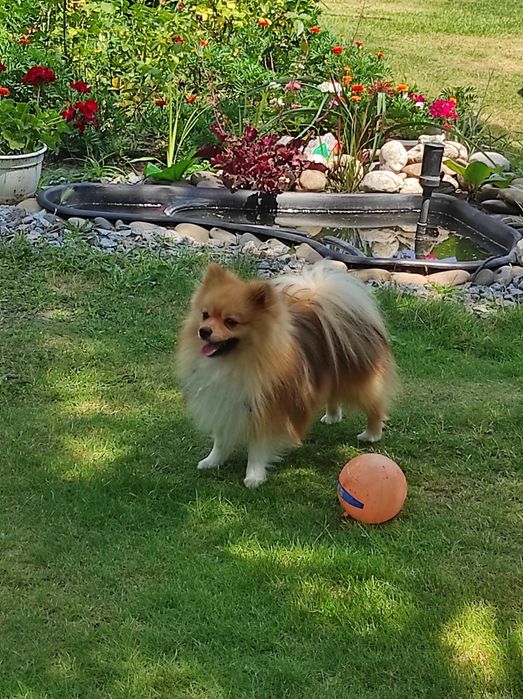 Шпиц Померанский. Вязка.