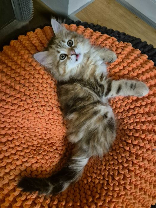 Kocurek Syberyjski MAX rodowód FIFE FPL