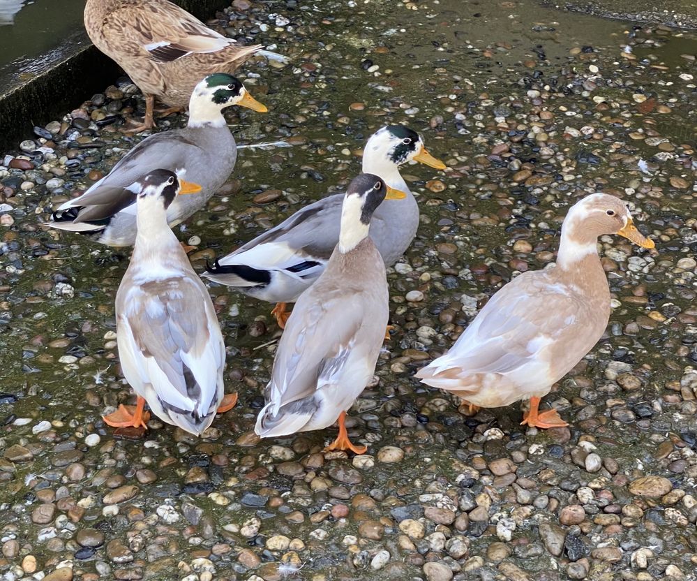 Patos ornamentais de varias raças