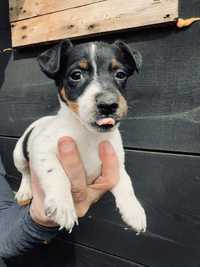 Piesek Jack Russel Terrier KENNEL CLUB