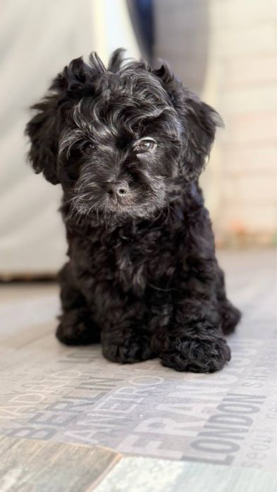 Мальтипу цуценятка