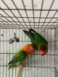 Agapornis fichers