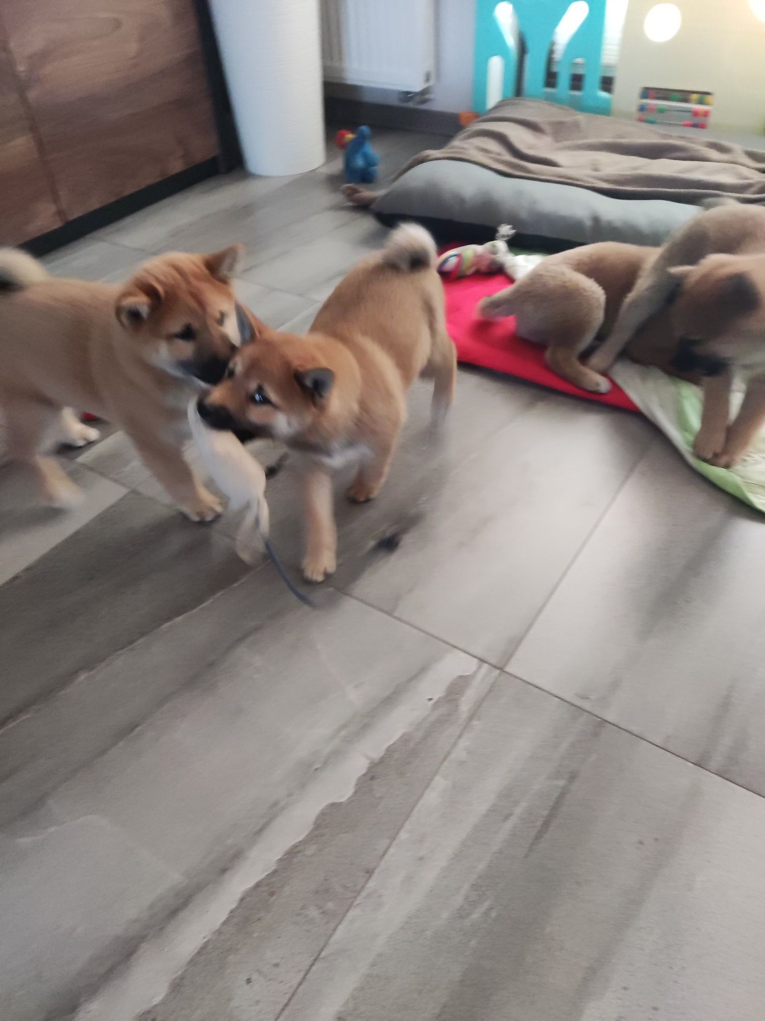 Shiba Inu szczenię