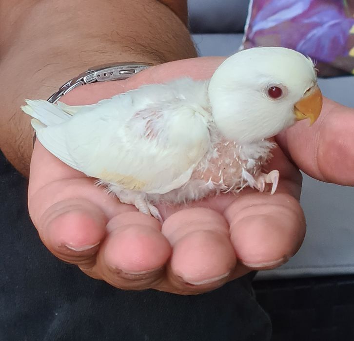 Vendo agapornis de 2025