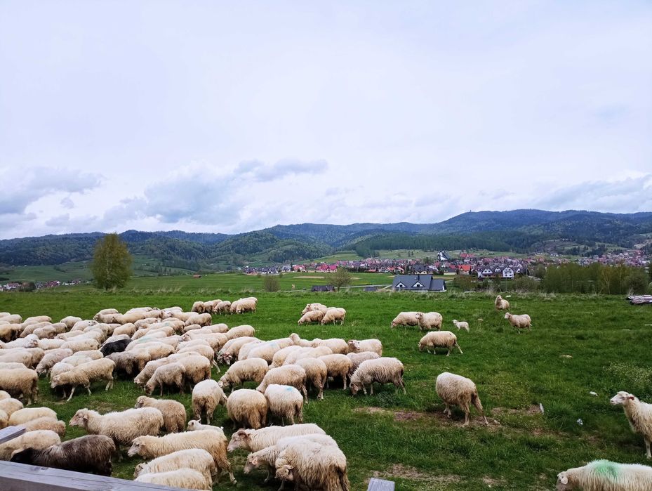 Domek "Na Wierchu"