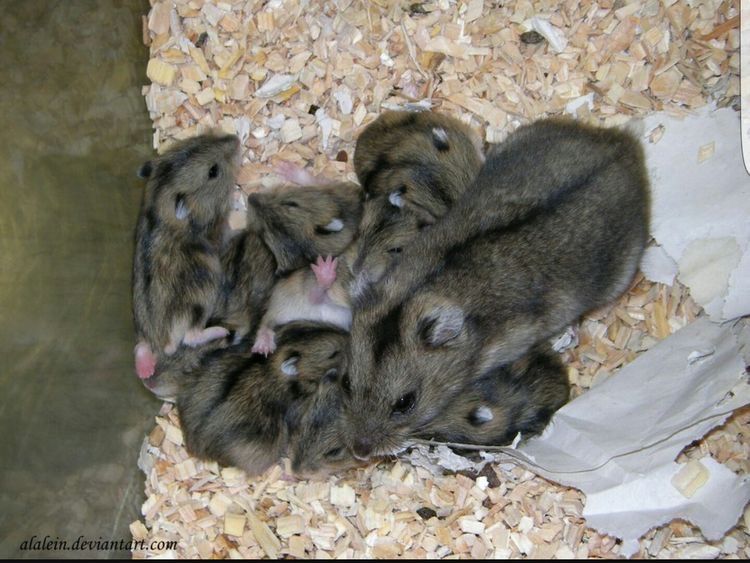 Джунгарские хомячки очень милые