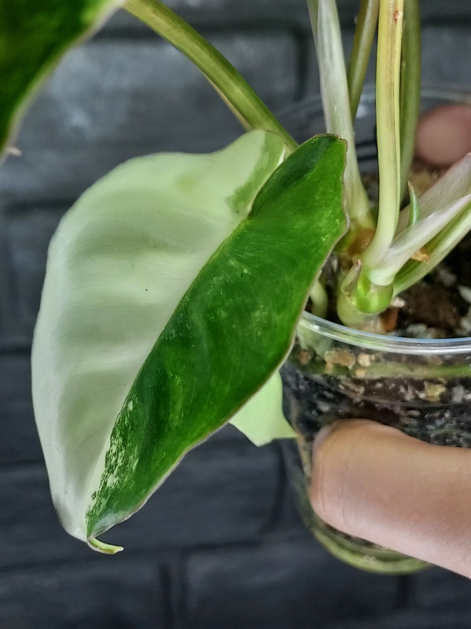 Philodendron Burle Marx Variegata #3