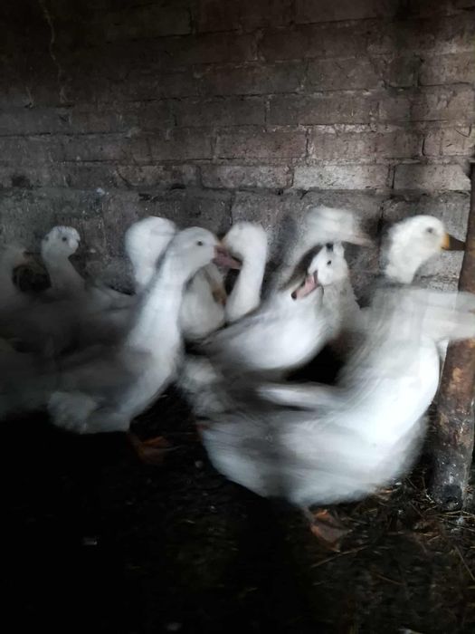 Sprzedam kaczo-gęś