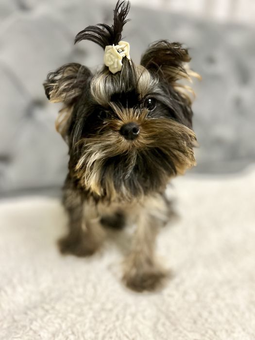 Красунчик Міні Йоркширський терєр