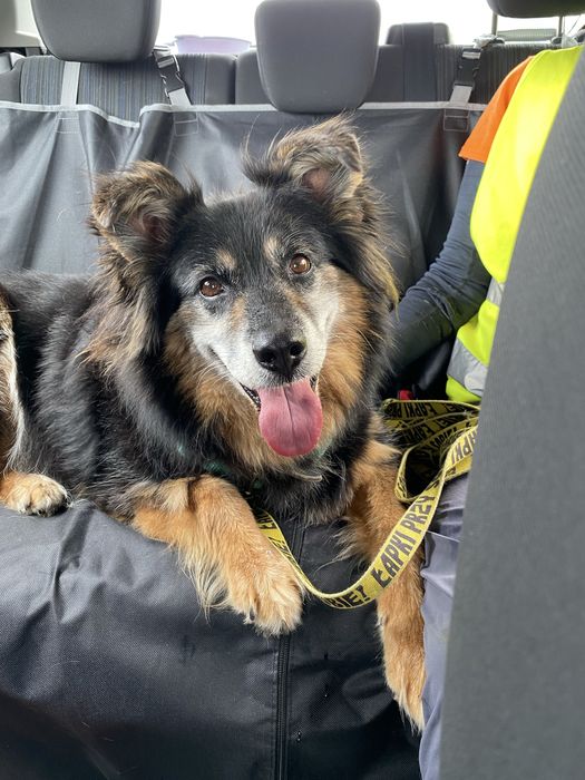 Otto od ponad 6 lat w schronisku, stracił już nadzieję