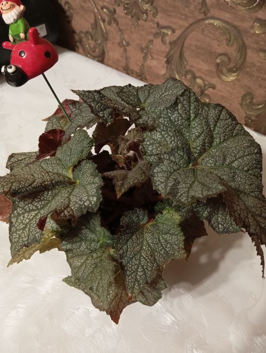 Дорослі   бегоніі