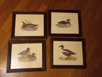 4 quadros com moldura de madeira motivo patos