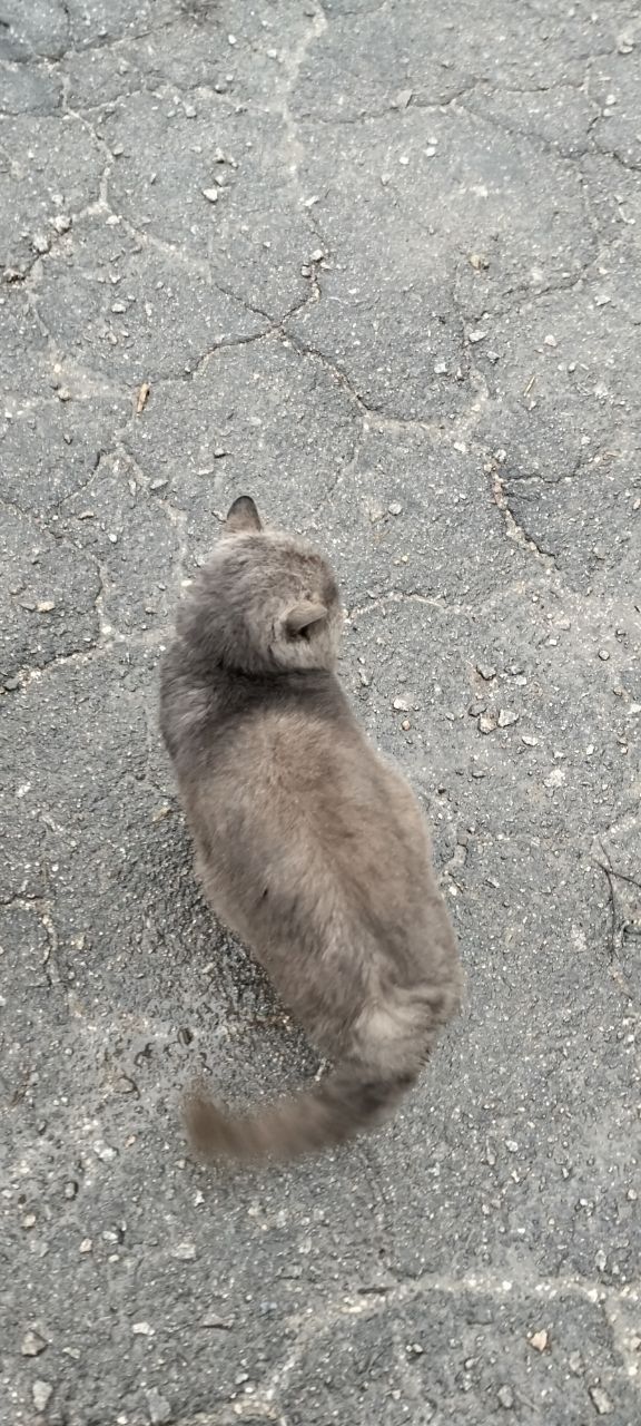 Заберите кота Британца в добрые руки