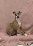 Chart angielski whippet-suczka