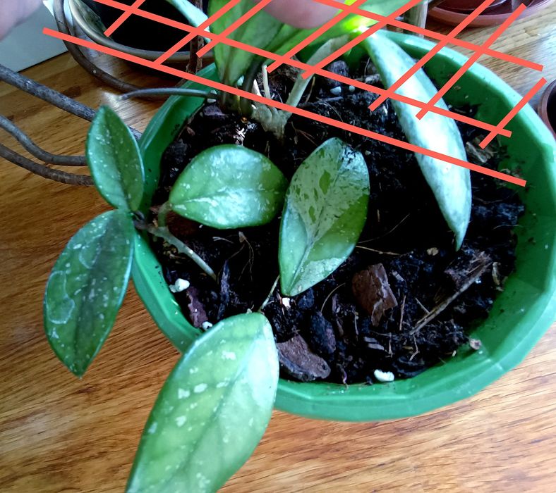 Hoya Wilbur Graves ukorzeniona rosnąca