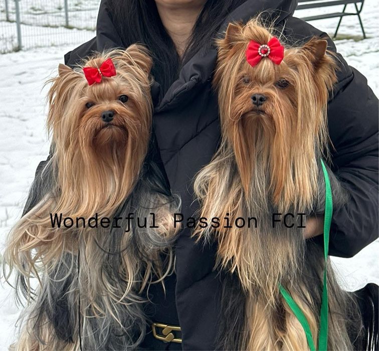 1,8kg dorosły piesek York yorkshire terrier FCI ZKwP. Po Championie PL